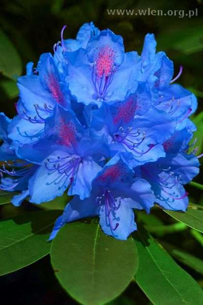 Rhododendron flower puzzle online from photo