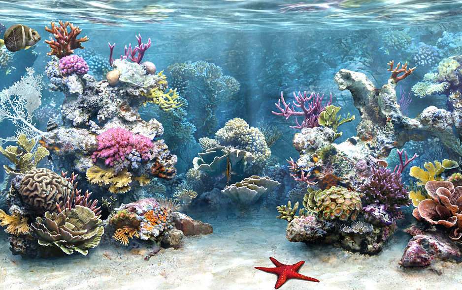 Coral reef puzzle online from photo