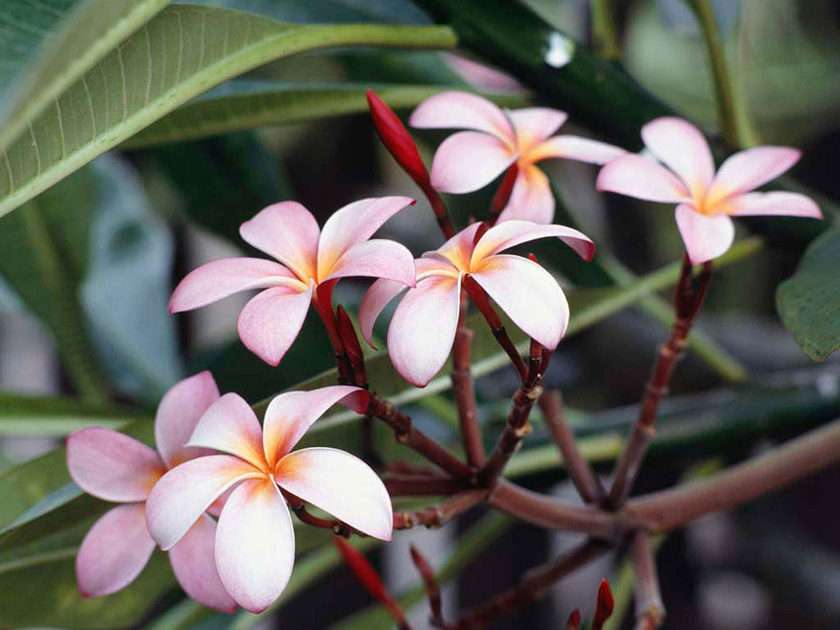 frangipani blomma Pussel online