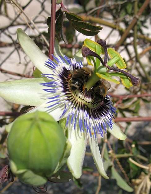 Passiflora - flower and fruit puzzle online from photo