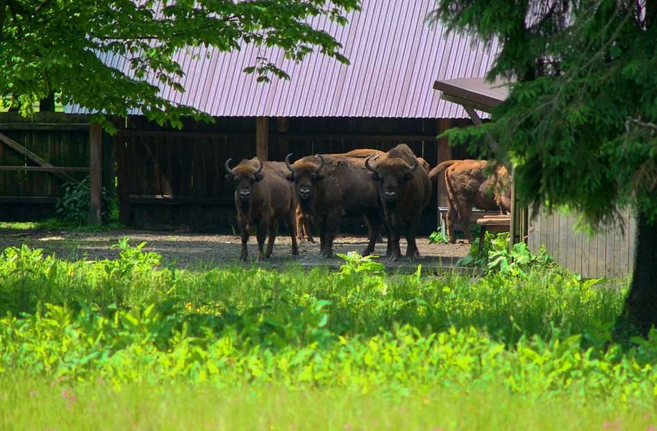 Bisons in het Show Reserve van het Białowieża National Park puzzel online van foto