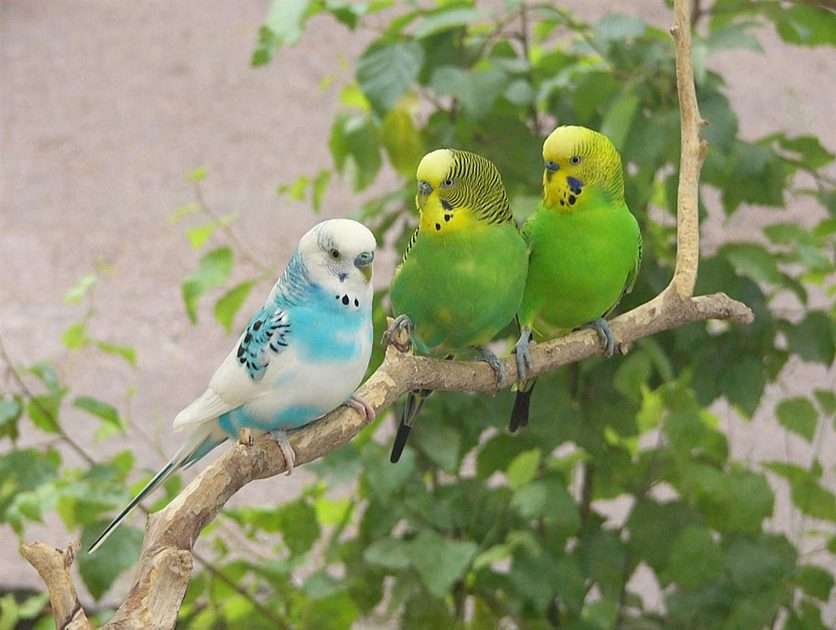 Falise parakeets online puzzle