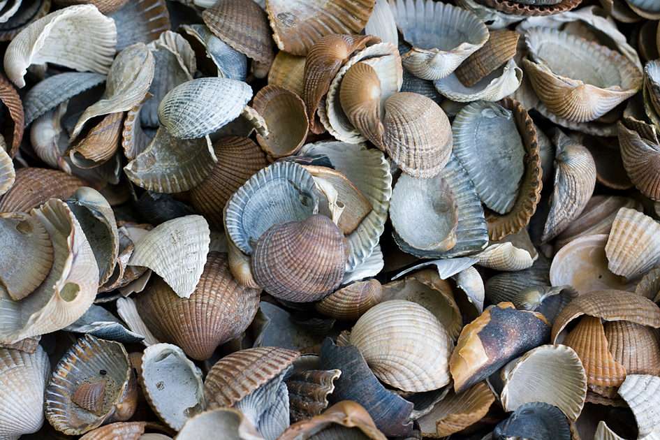 shells online puzzle