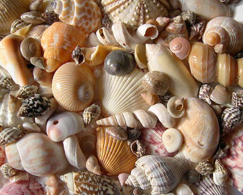 shells puzzle online from photo