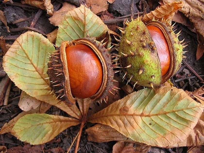 chestnuts online puzzle