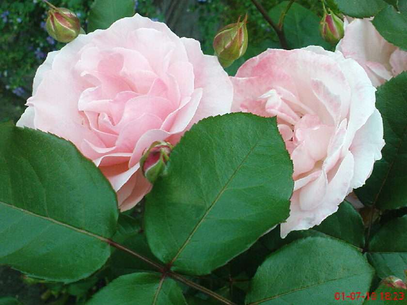 Roses puzzle online from photo