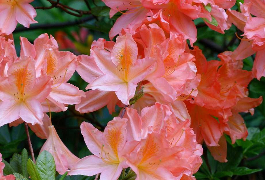 Rhododendron 1 online puzzel