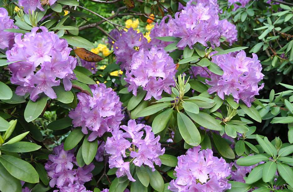 Rhododendron 2 puzzel online van foto