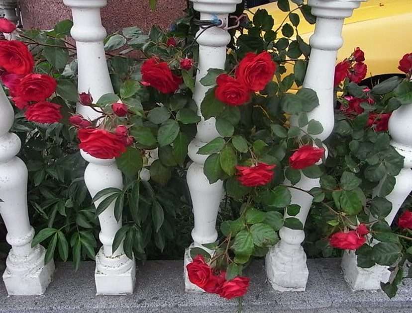 Плетисті троянди онлайн пазл