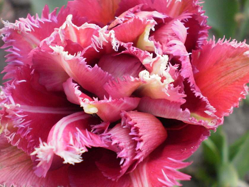Tulipano puzzle online da foto