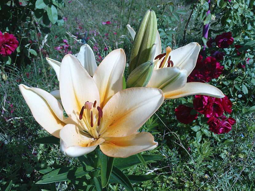 Lilies in my garden puzzle online from photo