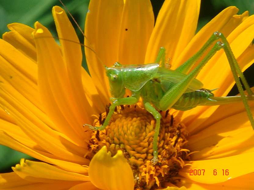 Grasshopper online puzzle
