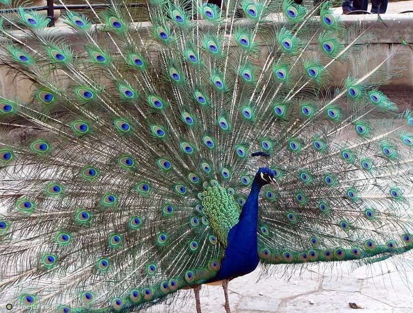 Peacock in all its glory online puzzle
