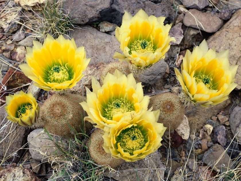 Flora mexicana de cacto bisnaga puzzle online a partir de fotografia