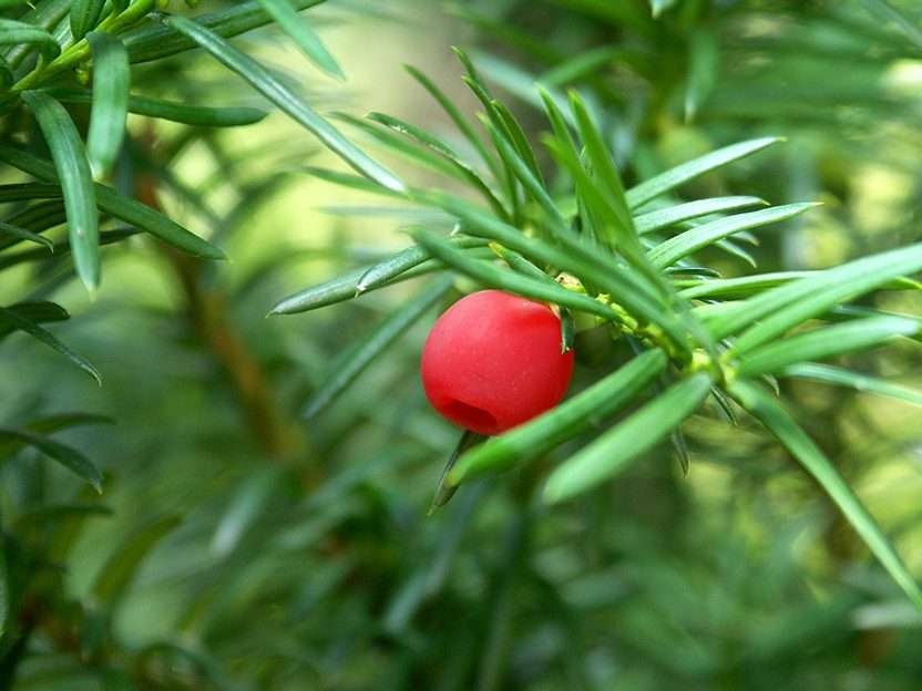 Common yew puzzle online from photo