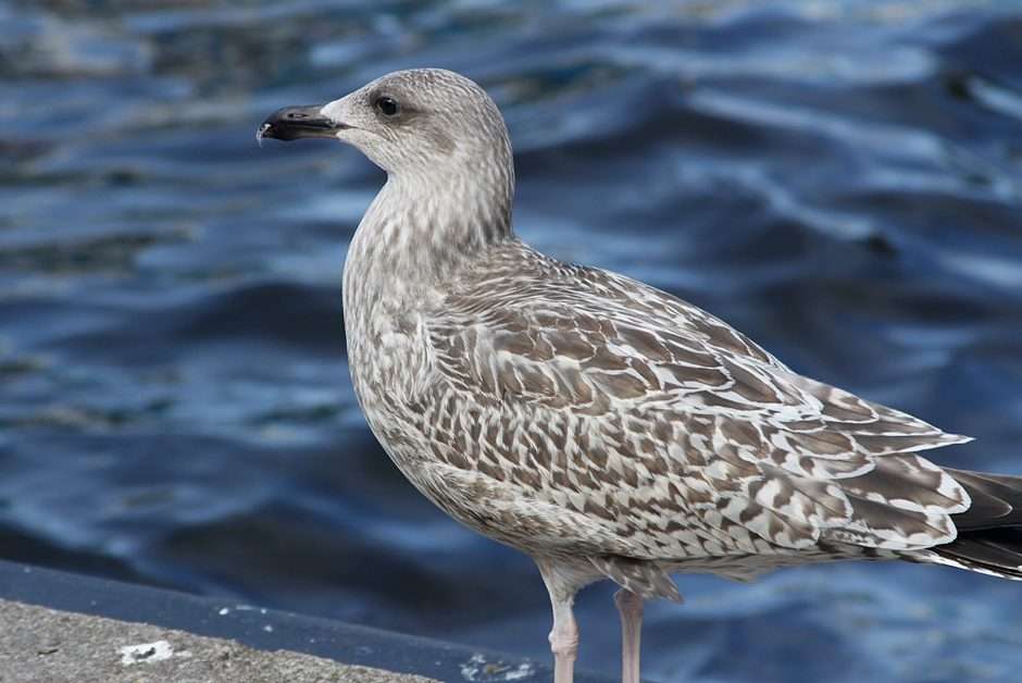 Seagull? online puzzle