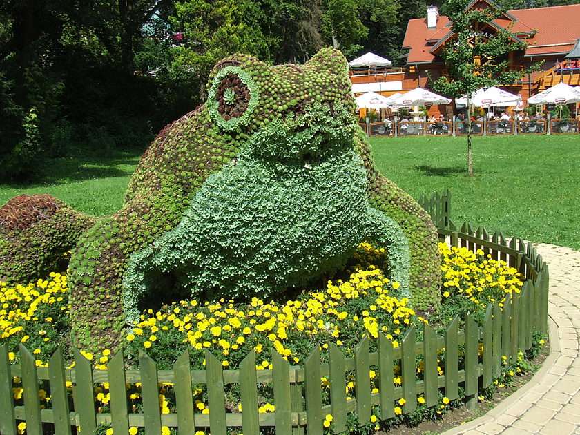 frog in Krynica online puzzle