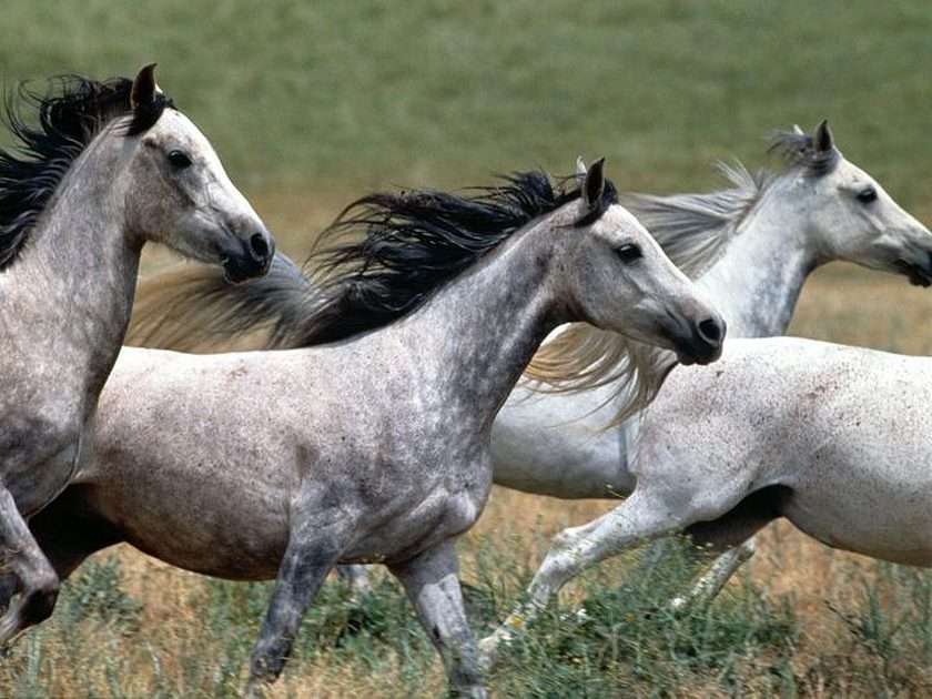 De paarden online puzzel