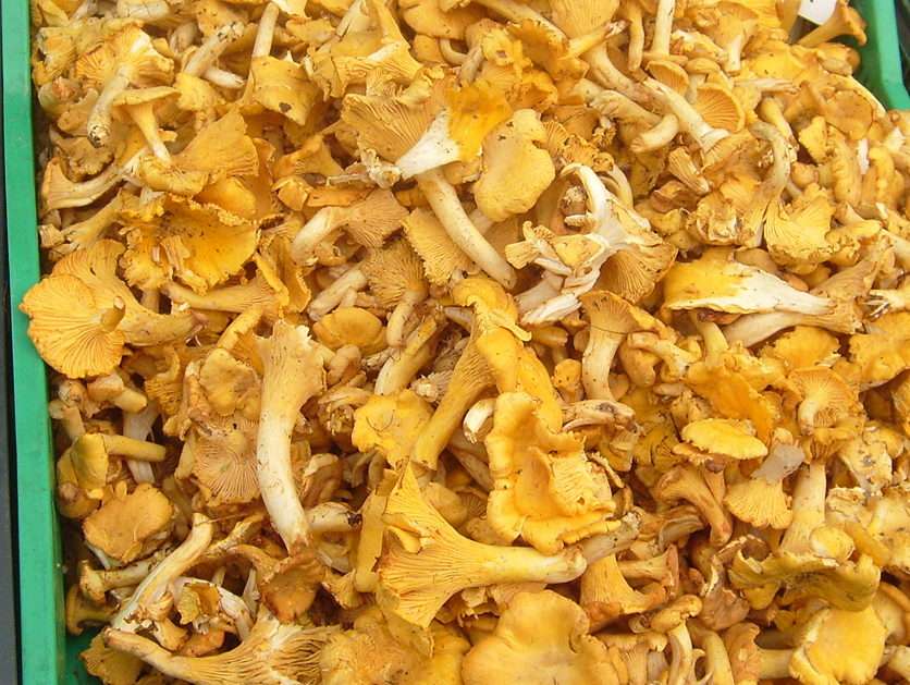Chanterelles puzzle online from photo