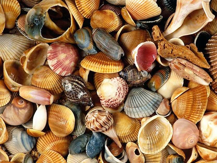 Seashells Atlantic Coast Florida puzzle online din fotografie
