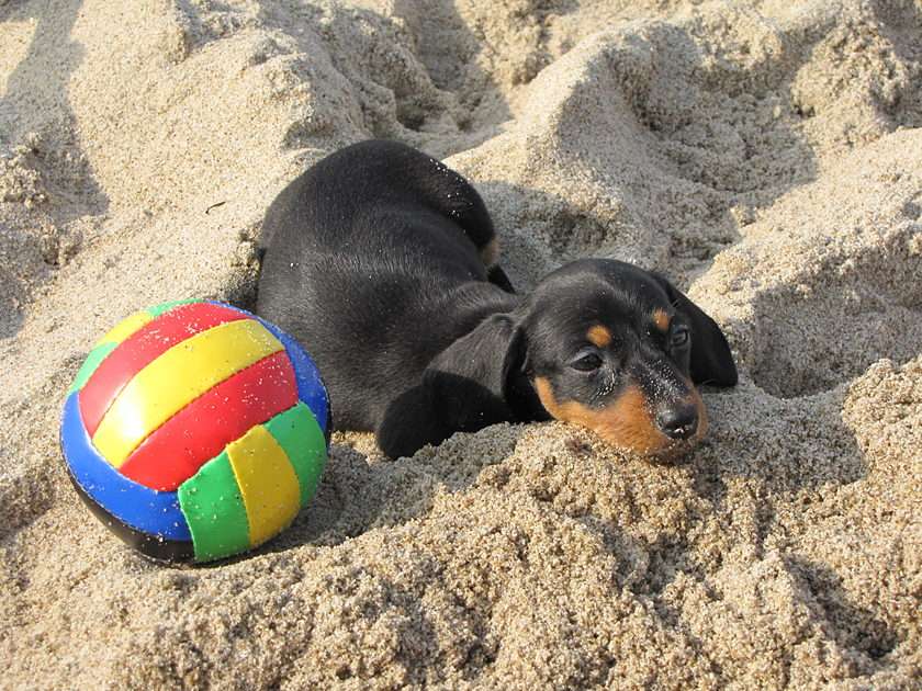 My dachshund Molly puzzle online from photo