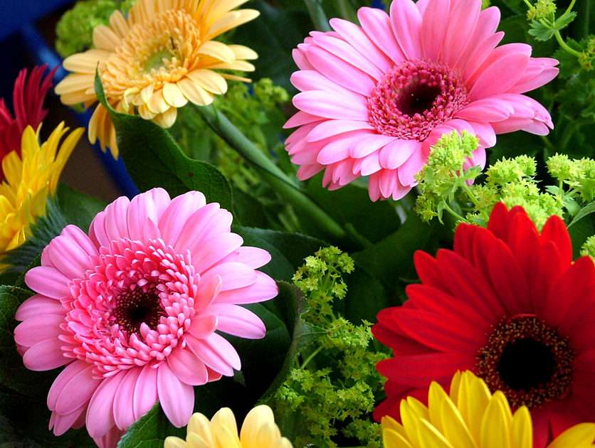 Gerbera puzzle online from photo