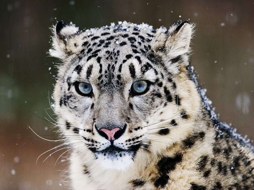 leopardo da neve puzzle online