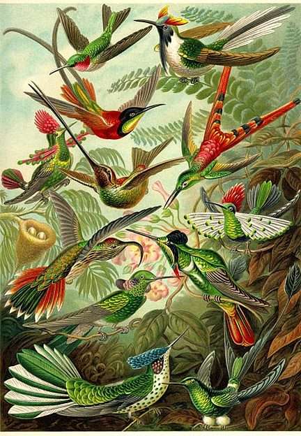 Pássaros do Paraíso? puzzle online