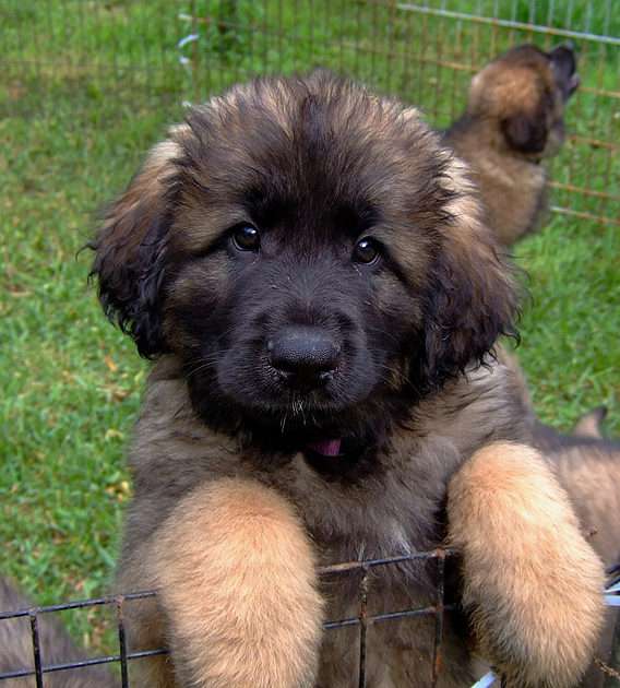 Leonberger puppies puzzle online from photo