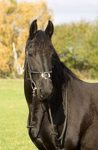 Friesian horse puzzle online from photo