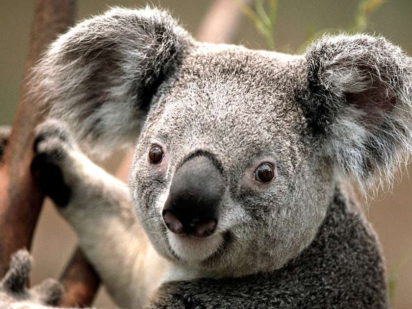 Koala Baby puzzle online da foto