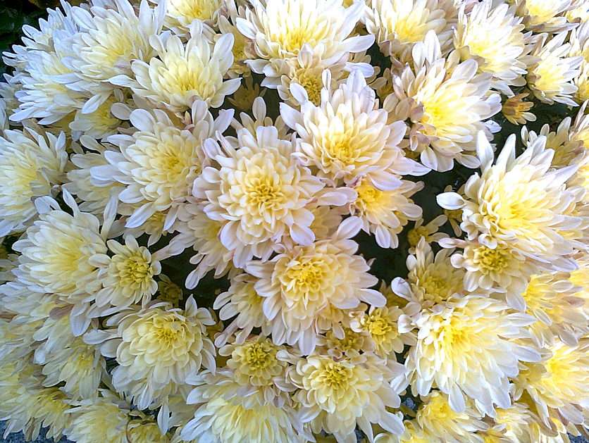 chrysanthemum online puzzle