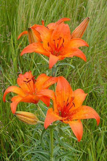 Tuberous lily puzzle online from photo