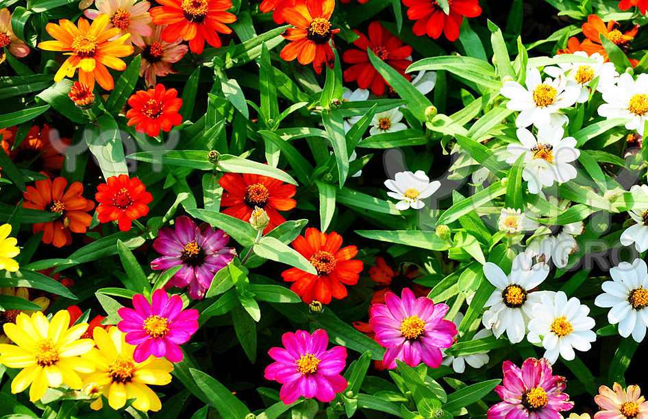Flores puzzle online a partir de foto