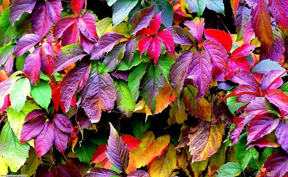 Le foglie puzzle online da foto