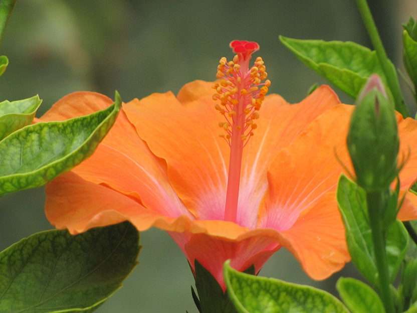 Πορτοκαλί λουλούδι παζλ