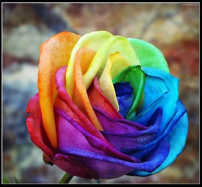 rosa do arco-íris puzzle online