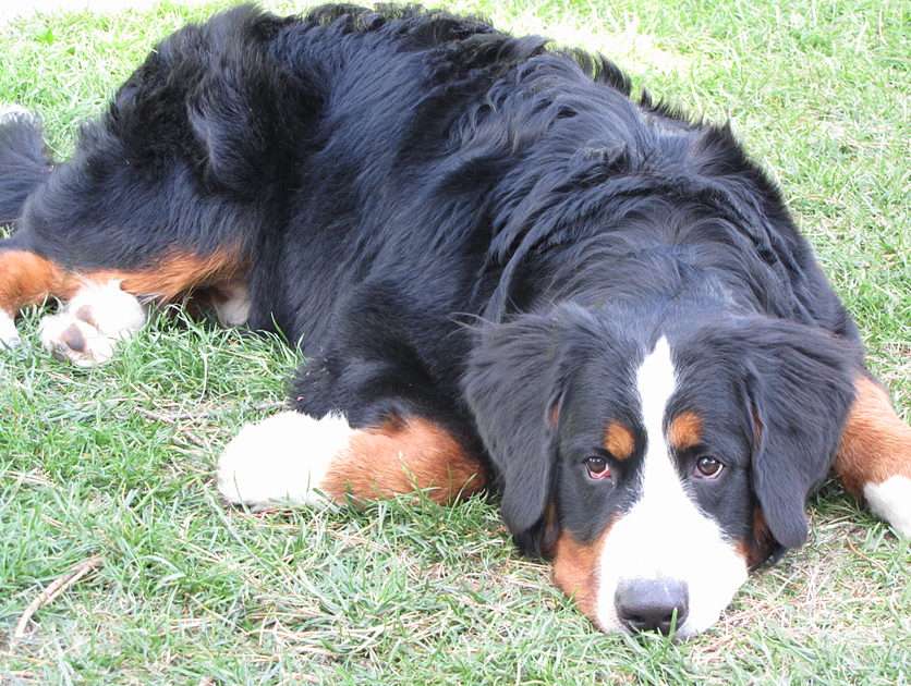 Bernese Mountain Dog puzzle online from photo