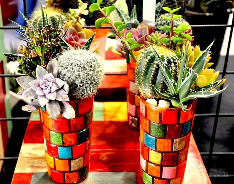 Kaktusy puzzle online z fotografie