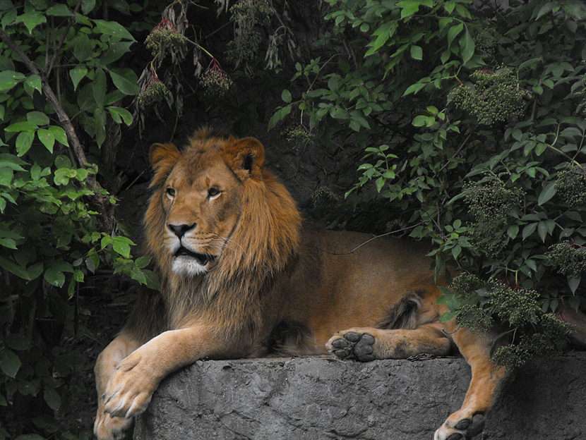 The lion in the Warsaw zoo puzzle online from photo