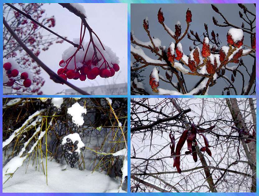 Плодова зима онлайн пъзел от снимка