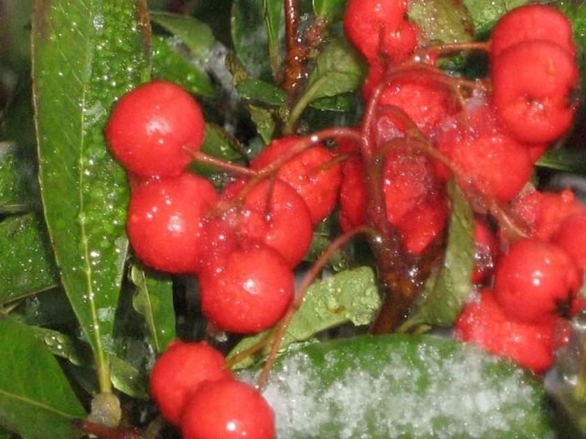 fructe în gheață puzzle online