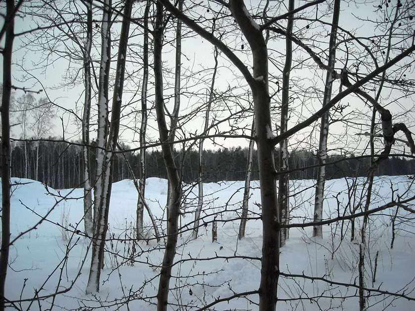 Winter im Wald Online-Puzzle