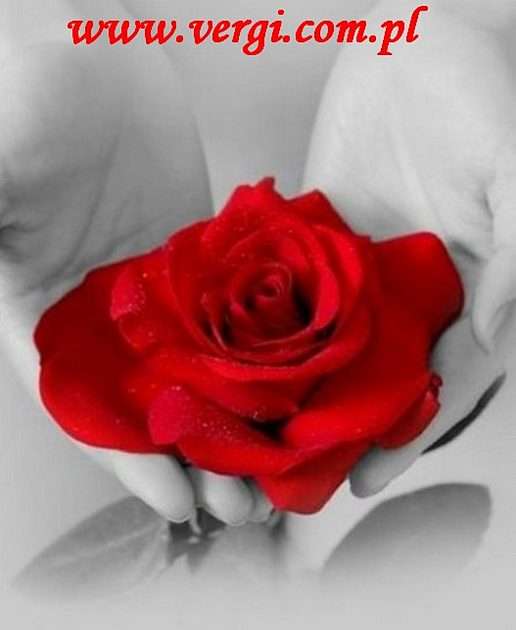 róża онлайн пъзел от снимка