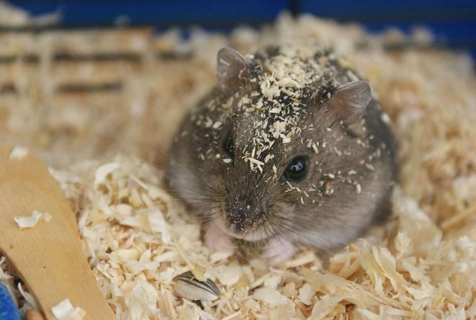 Djungarian hamster pussel online från foto