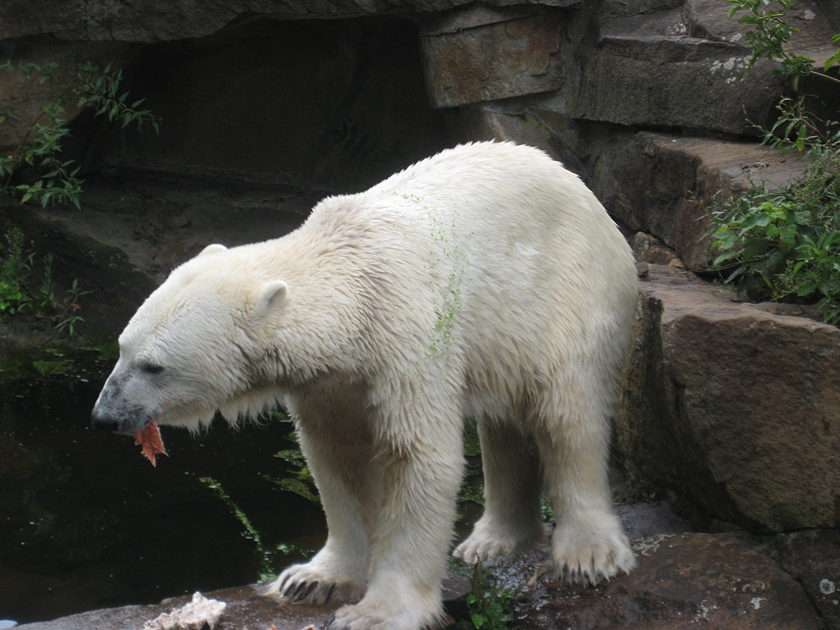 Knut - celebrul ursuleț de pluș puzzle online