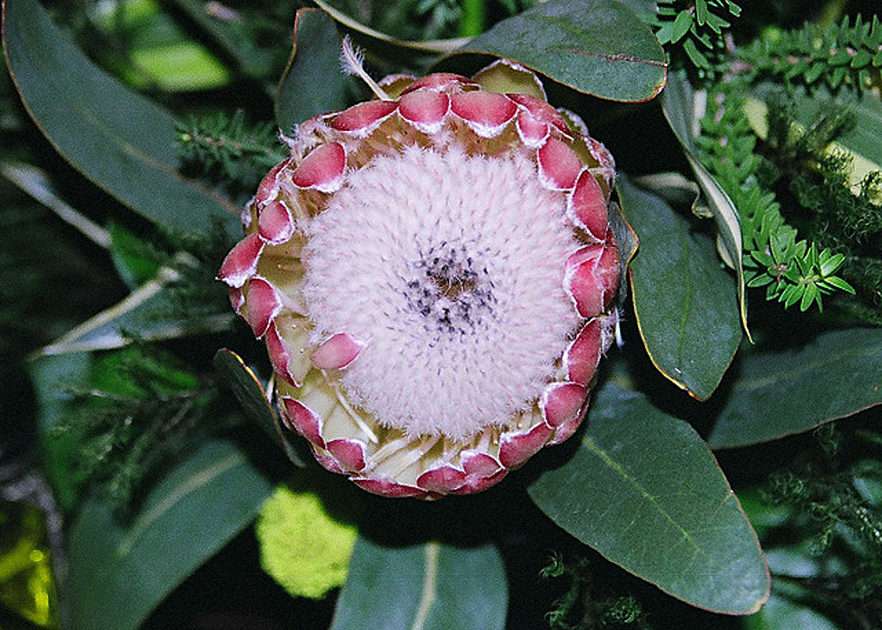 Sudáfrica. Flores de especies de protea rompecabezas en línea