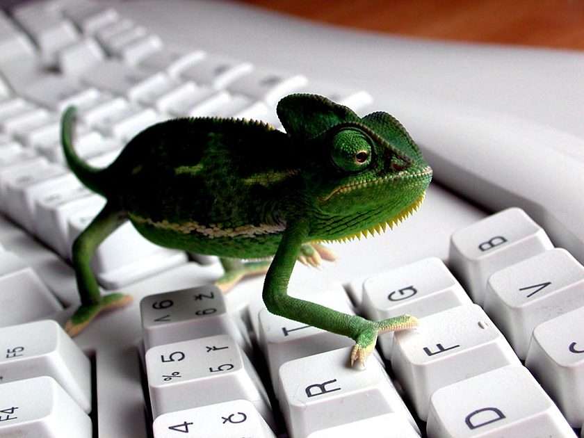 chameleón puzzle online z fotografie