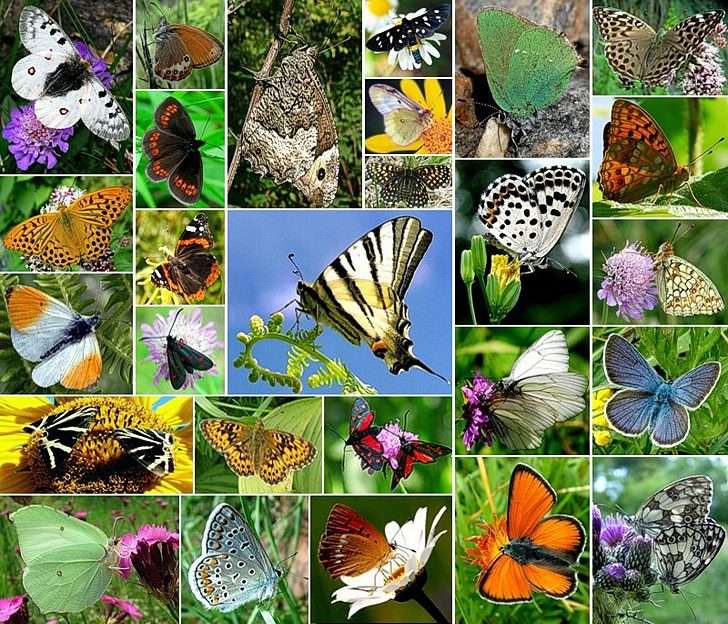 indice farfalle puzzle online da foto