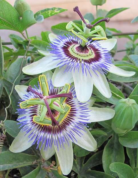 Passionflowers puzzle online